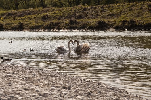 A couple of swans on the River of Isar, Germany