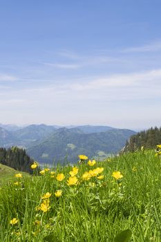 Buttercup flowers on the mountain Breitenstein in the Alps in Bavaria, Germany