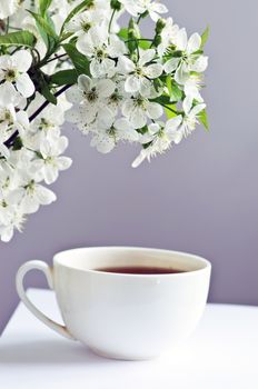 tea with cherry flowers and branches on white table, top view