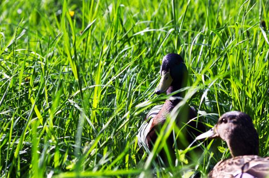 Ducks in the grass. Focus on the back duck