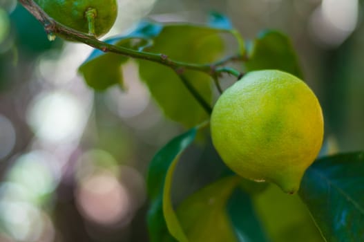 Unripe lemon on the tree in spring