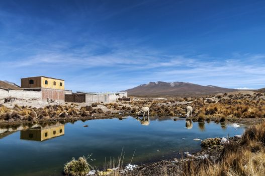 Peruvian highland llama drinking at a small lake Arequipa, Peru.