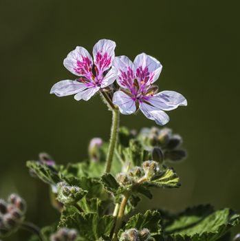 Close up on erodium pelargoniiflorum 'Sweetheart' flowers, heron's bill