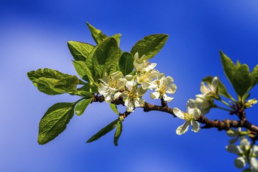 Prunus domestica Czar flowers by beautiful day