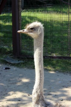 Close-up on a ostrich's head. Safari de Peaugres, France