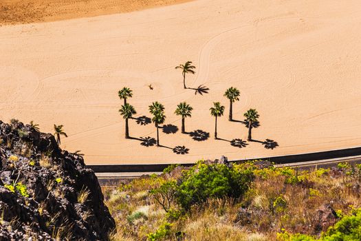 Aerial view to palms on the yellow sand beach Las Teresitas in Santa Cruz city on Tenerife Canary island, Spain at spring or summer