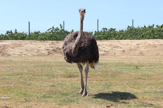 Ostrich bird watching Safari de Peaugres, France
