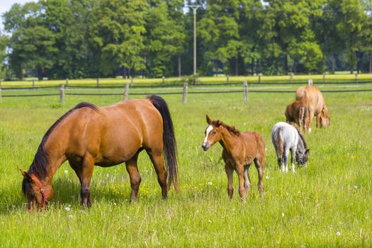 horses on a spring pasture, Lower Rhine Region, Germany