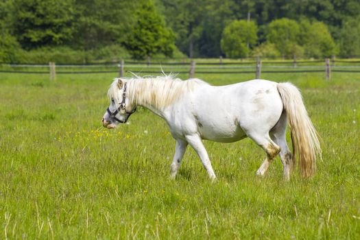 white horse on a spring pasture, Lower Rhine Region, Germany