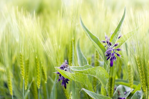 wild flowers in a barley field