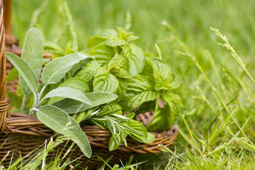 Basket with fresh herbs in herb garden
