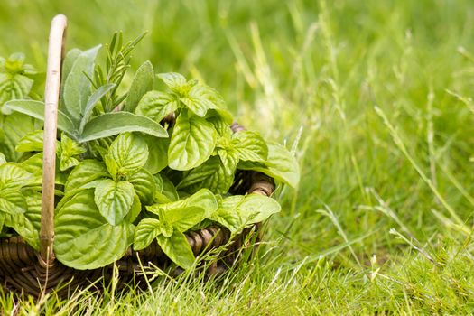 Basket with fresh herbs in herb garden