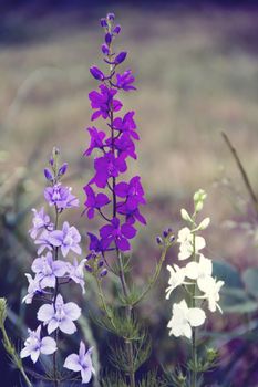 violet, white and blue Delphinium in the garden