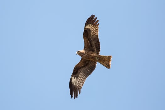 Black kite flying in the blue sky