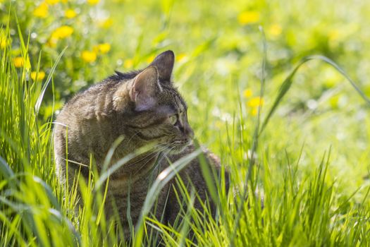 Cat in the garden, selective focus