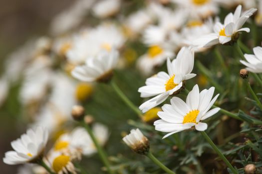 A Carpet of daisies