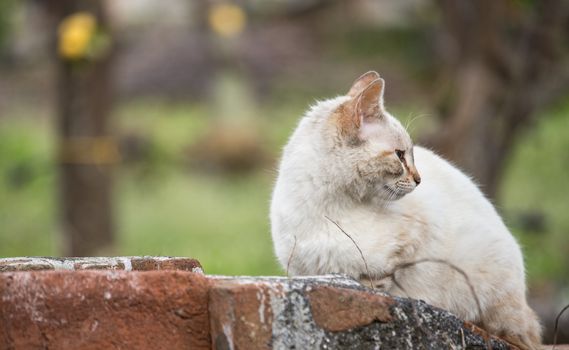 The cat in the indifference of the late afternoon