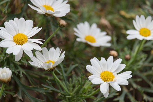 The white daises in the afternoon