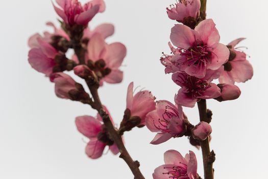 peach flowers in a strange spring