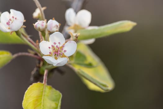 The flowers in the tree in spring