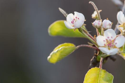 The flowers in the tree in spring