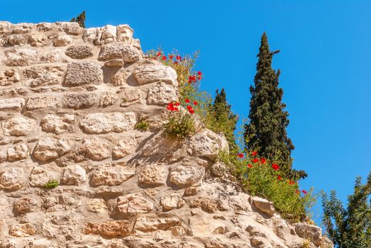 Poppies on Ruins Temple of Serapis in Jerusalem