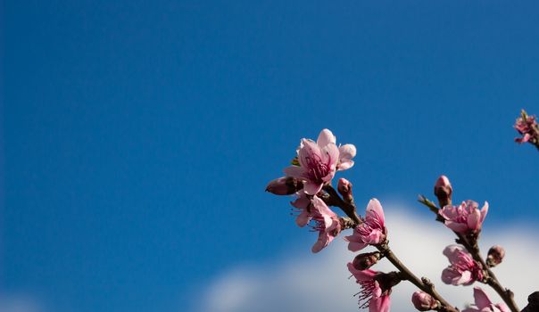 peach flowers on a blue sky