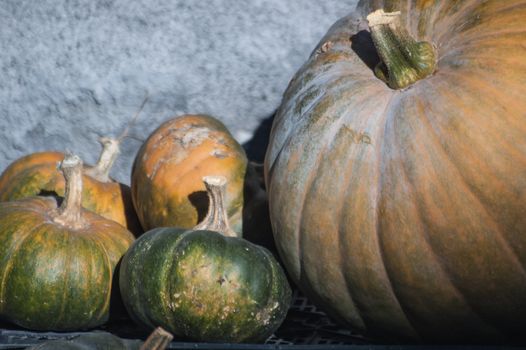 A pumpkins's family waiting for dinner