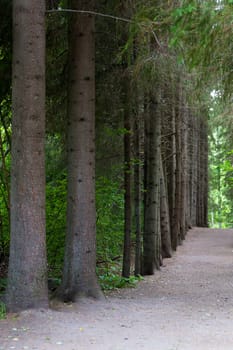 Among the tall trees in the park footpath