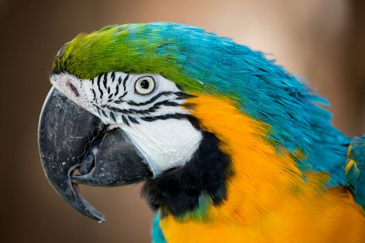 Portrait of a Macaw parrot with a big curved beakl and beautiful feathers