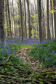 The bluebells flowers during springtime in Hallerbos, Halle, Belgium