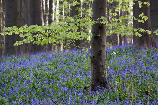 The bluebells flowers during springtime in Hallerbos, Halle, Belgium