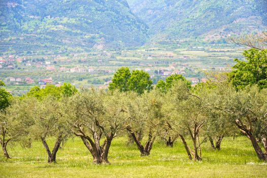 Olive plantation at the foot of Mount Olympus, Greece