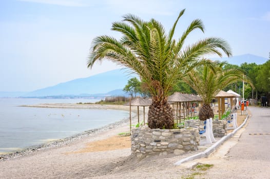 Empty Beach with Palm trees at summer, Skotina, Greece