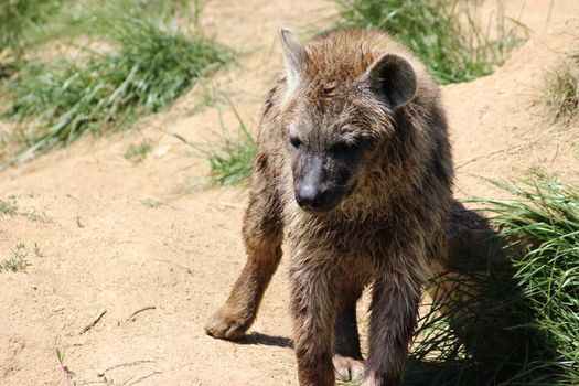 Cute Young Hyena with Wet hairs