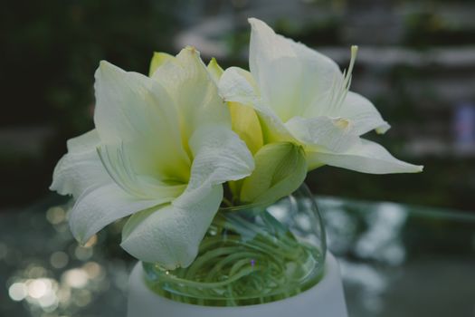 white flowers in a glass vase. closeup