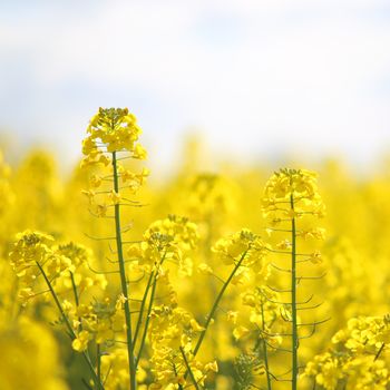 Blooming yellow rape flowers