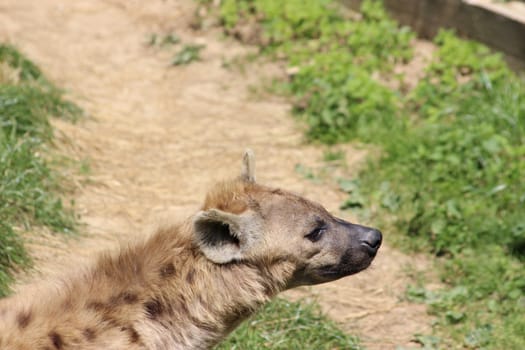 Closeup of the head of a hyena