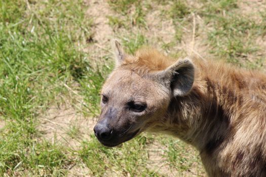 A closeup of the head of a hyena
