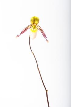 exotic tropical orchid species Paphiopedilum appletonianum lady's slipper flower closeup isolated on white