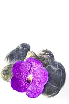 zen basalt stones and orchid isolated on white