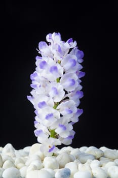Beautiful orchids Placed stones on white