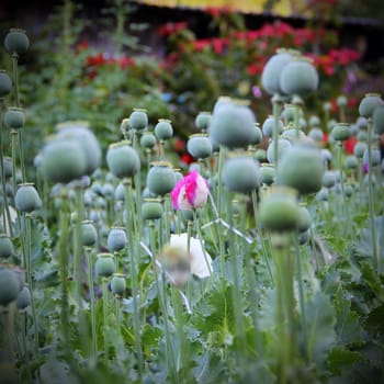 Closeup of flower opium poppy with seed background