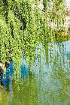 water canal in the city park among weeping willows reflected in water