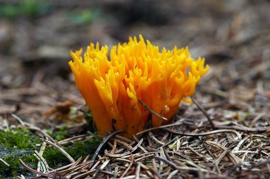 Detail of the mushroom - club fungus - yellow coral fungus