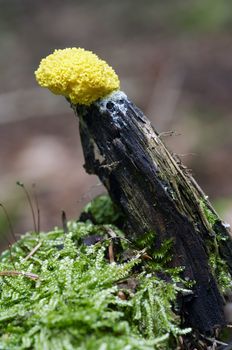 Detail of the slime mould - mushroom