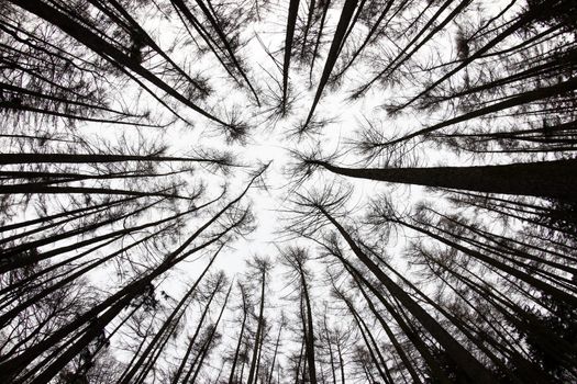 Abstract image of the forest view from below - fish-eye lens view