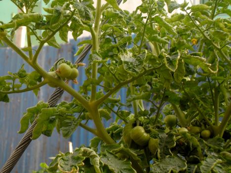 Unripe tomatoes in a garden