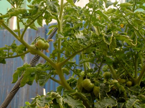 Unripe tomatoes in a garden