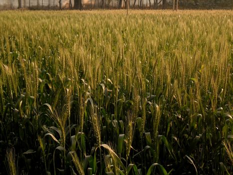 The wheat field